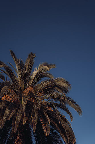 Warm Tropical Palm Sky Art Print by Aimee Giles