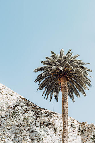 Sunny Palm and Stone Art Print by Aimee Giles