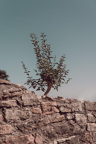 Resilient Tree on Stone Art Print by Aimee Giles