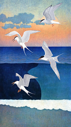 Terns over Sunset Ocean Océan reproduction