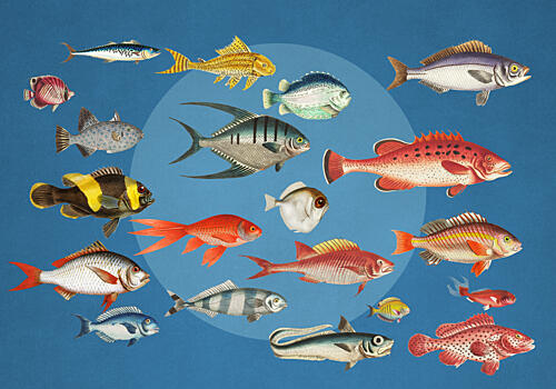 Colorful Ocean Fish Collection Océan reproduction