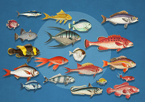 Colorful Marine Fish Collection Art Print by Marja van den Hurk