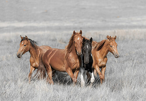 Wild Horse Family Art Print by Linda Louw