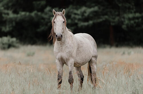 Majestic Grey Horse Art Print by Linda Louw