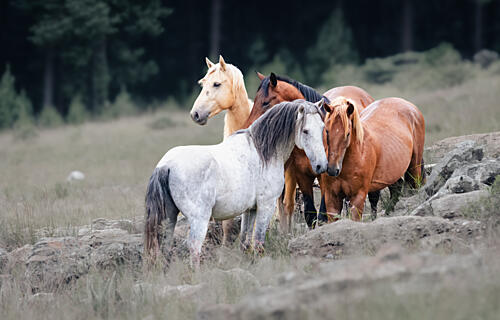 Forest Horses Group Art Print