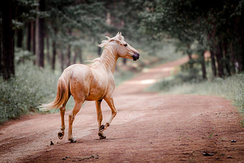 Golden Horse Trot Art Print