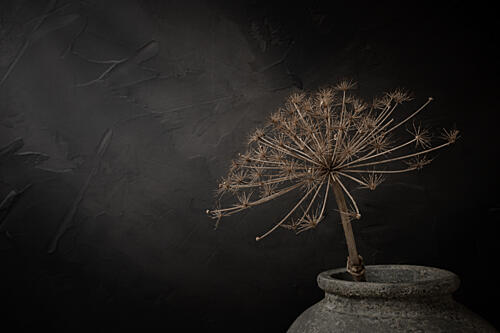 Rustic Dried Bloom Art Print