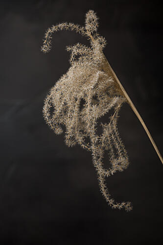 Delicate Dried Botanical Art Print by Mayra Pama