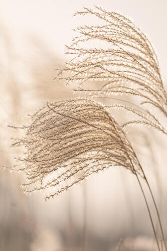 Whispering Golden Grass Doré reproduction