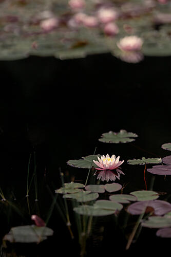 Serene Pink Lily Pond Art Print