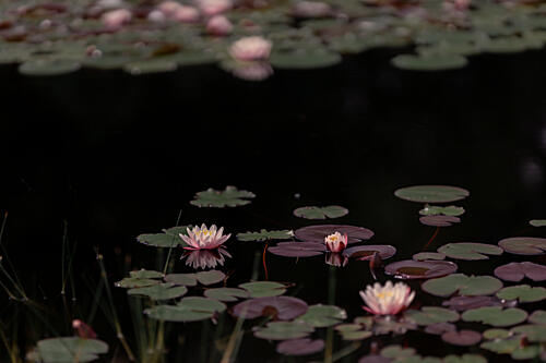 Serene Pink Water Lilies Art Print