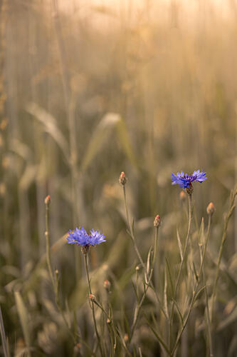 Golden Summer Cornflowers Art Print by Mayra Pama