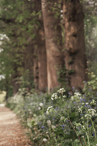 Dreamy Woodland Path Art Print by Mayra Pama