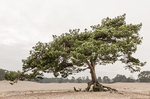 Windswept Desert Pine Art Print
