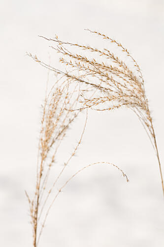 Delicate Winter Grass Art Print by Mayra Pama