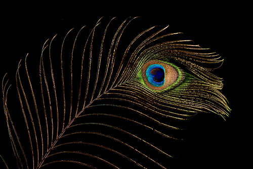 Iridescent Peacock Eye Feather Art Print by Mayra Pama