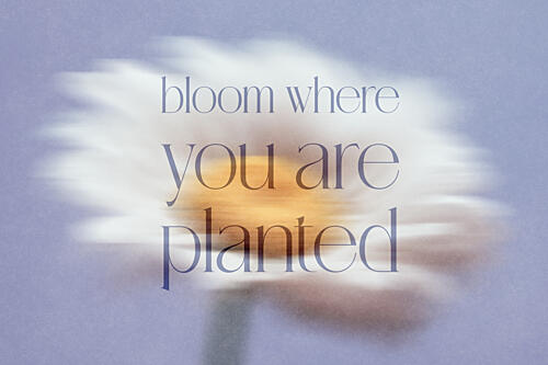 Bloom Where Planted Art déco reproduction