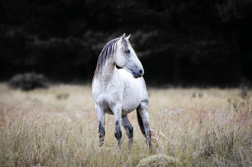 Majestic Wild Horse Art Print by Linda Louw
