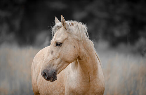 Serene Palomino Horse Art Print by Linda Louw