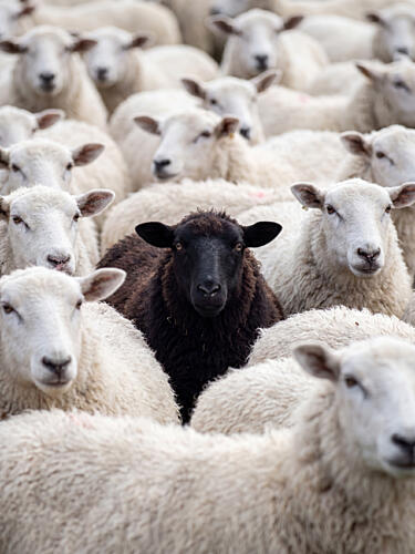 One Black Sheep Art Print