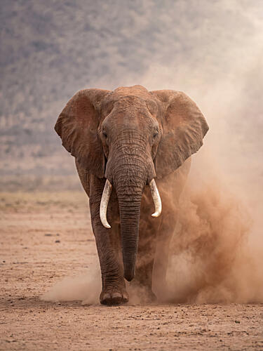 Powerful Dusty Elephant Art Print
