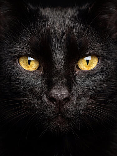 Black Cat Golden Eyes Art Print