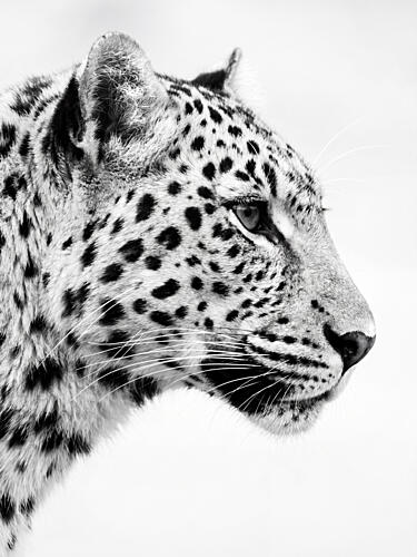 Elegant Black White Leopard Art Print