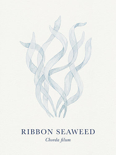 Ribbon Seaweed Watercolor Océan reproduction