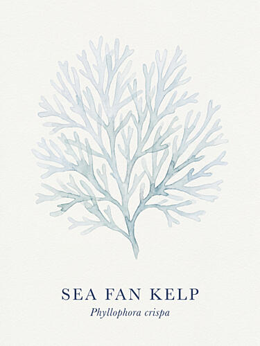 Sea Fan Kelp Art Print