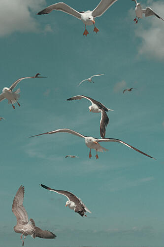 Seagulls Soaring Sky Océan reproduction