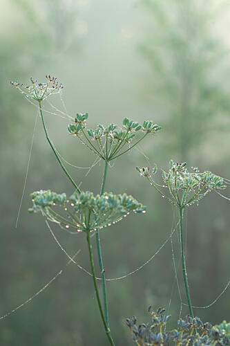 Green Morning Mist Art Print by Aimee Giles