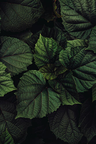 Lush Green Foliage Art Print by Aimee Giles