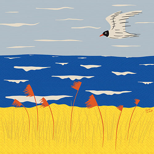 Coastal Breeze Seagull Océan reproduction