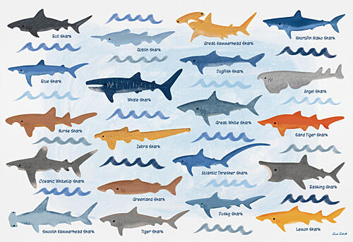 Oceanic Shark Species Océan reproduction