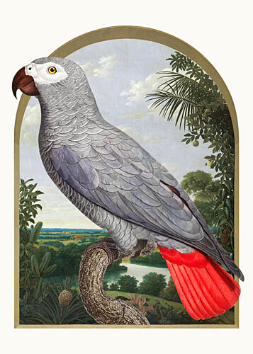 African Grey Tropical Parrot Art Print by Marja van den Hurk
