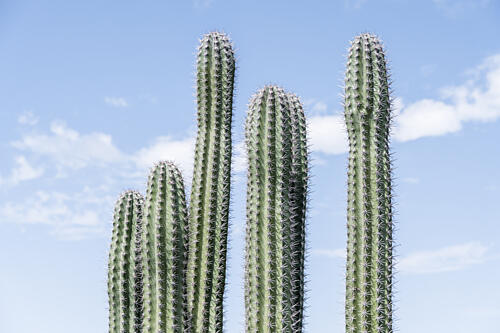 Tall Green Cacti Art Print by Photolovers