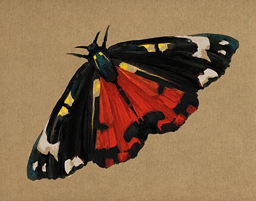 Striking Red Moth Animaux reproduction