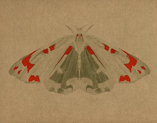 Elegant Red Moth Animaux reproduction