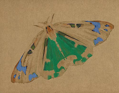 Delicate Green Moth Art Print by Josie George