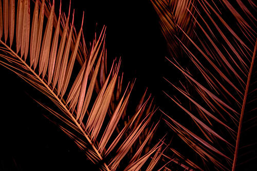 Elegant Night Palm Art abstrait reproduction