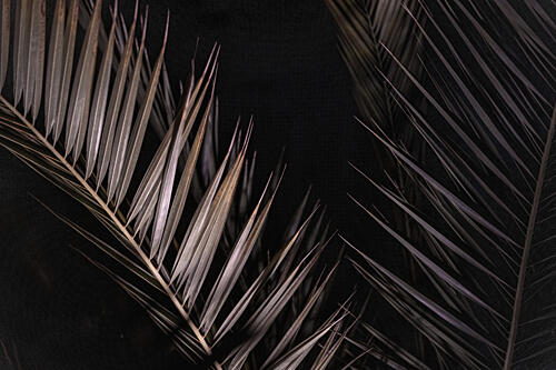Dark Tropical Palms Art abstrait reproduction