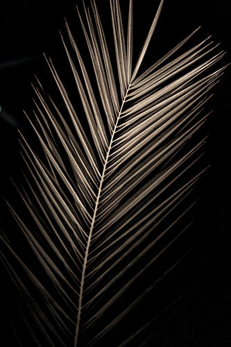 Elegant Sepia Palm Art Print