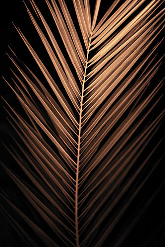 Golden Palm Frond Art abstrait reproduction