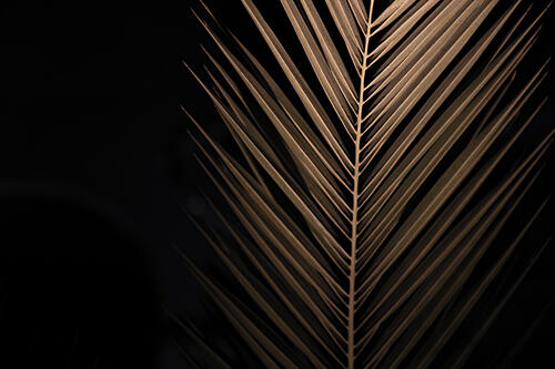 Palm Trees in the Night 8 Art Print