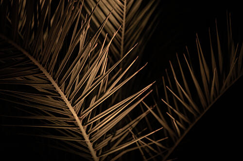Golden Palm Fronds Art abstrait reproduction