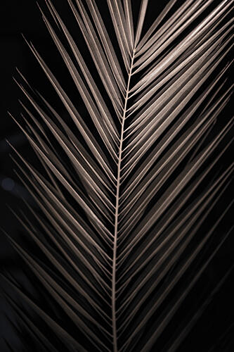 Elegant Palm Frond Art Print