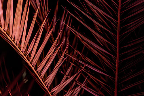 Tropical Magenta Fronds Art abstrait reproduction
