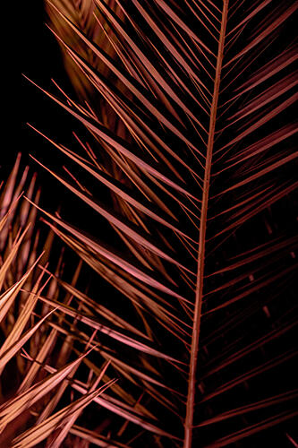Dark Palm Frond Art abstrait reproduction