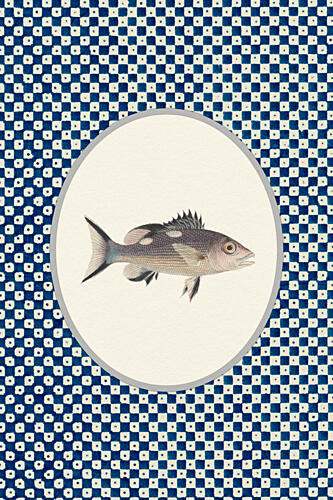 Blue Patterned Fish Océan reproduction