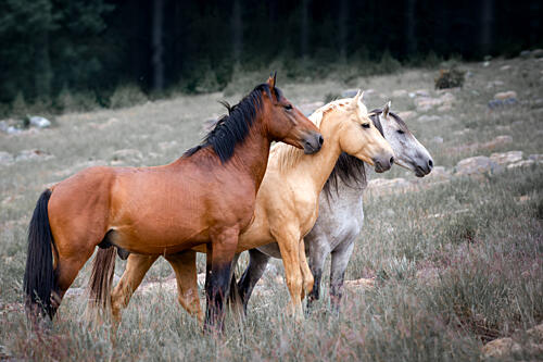Three Wild Horses Animaux reproduction